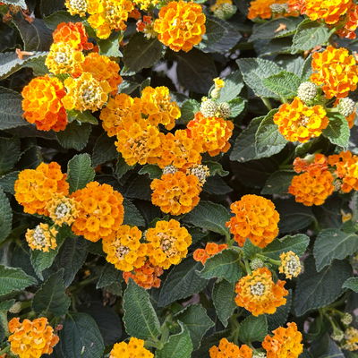 Wandelröschen, orange, Stamm, Topf-Ø 23 cm