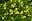 Waldsteinia blühend mit gelben Blüten