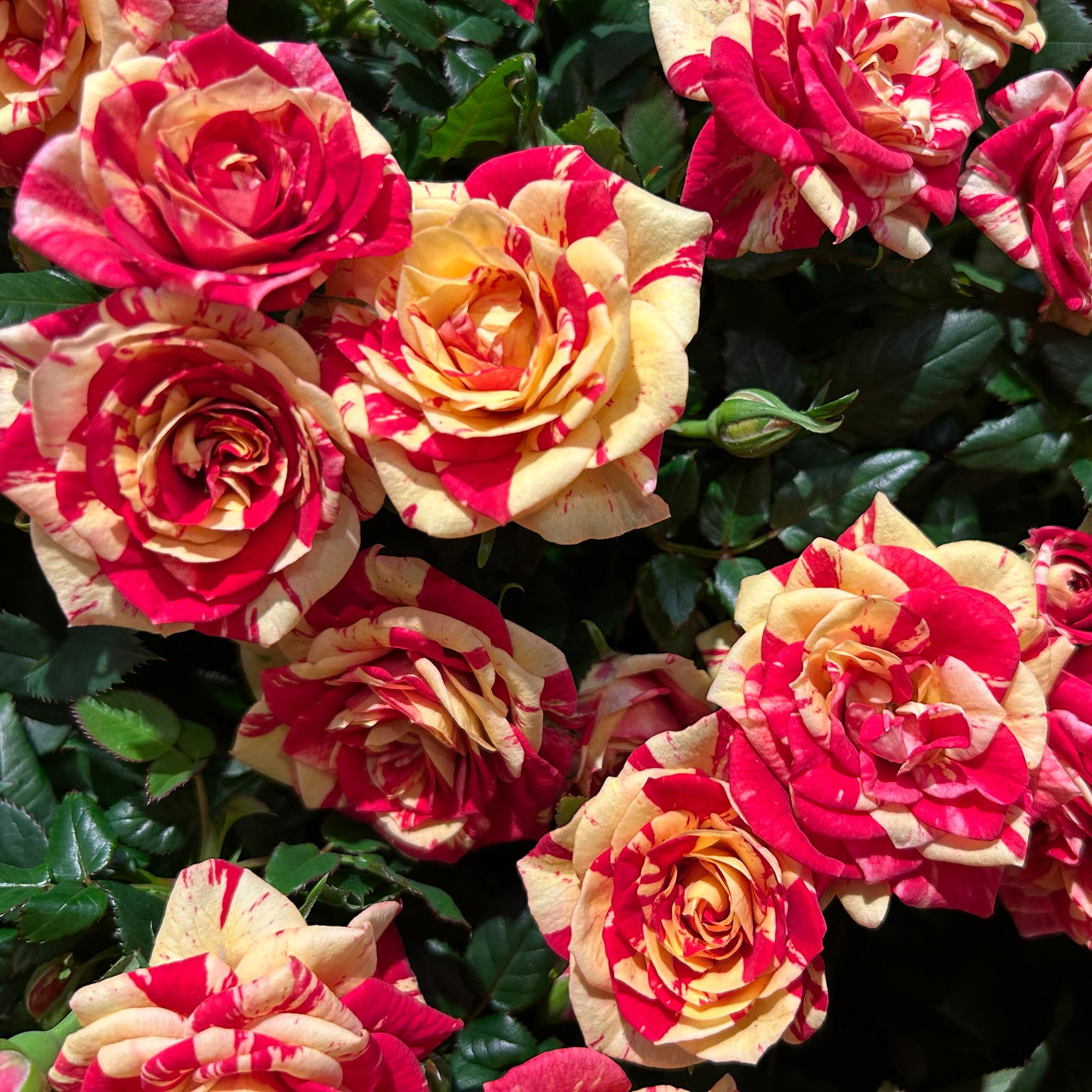 Rose 'Liss', rot-gelb, Topf-Ø 10,5 cm, 3 Pflanzen Rose 'Liss', rot-gelb, Topf-Ø 10,5 cm, 3 Pflanzen