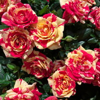 Rose 'Liss', rot-gelb, Topf-Ø 10,5 cm, 3 Pflanzen Rose 'Liss', rot-gelb, Topf-Ø 10,5 cm, 3 Pflanzen