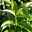 Säulen-Kirschlorbeer 'Genolia'®, Höhe 100-125 cm, Topf je 12 Liter, 10er-Set