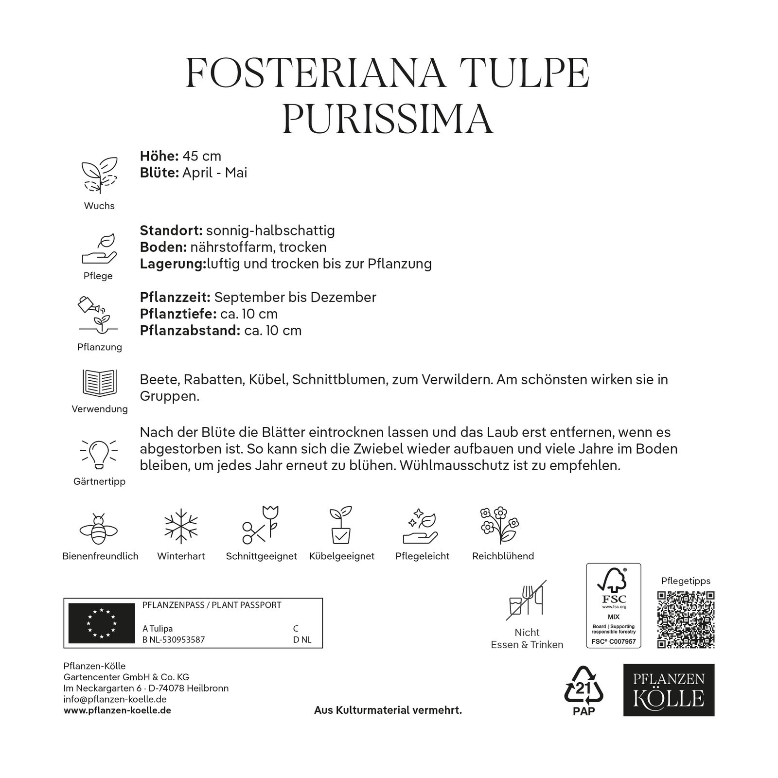 Fosteriana Tulpen Purissima weiß, 40 Blumenzwiebeln