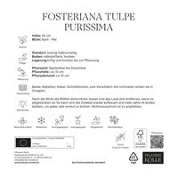 Fosteriana Tulpen Purissima weiß, 40 Blumenzwiebeln