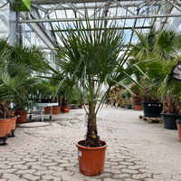 Hanfpalme, Topf-Ø 30 cm, Höhe ca. 160-170 cm