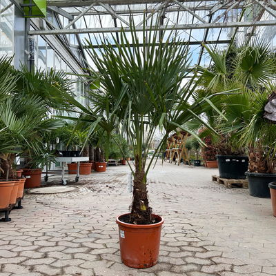 Hanfpalme, Topf-Ø 30 cm, Höhe ca. 160-170 cm