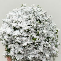 Hebe 'X-Mas Boys', winterweiß, Topf-Ø 12 cm, 6 Pflanzen Hebe 'X-Mas Boys', winterweiß, Topf-Ø 12 cm, 6 Pflanzen