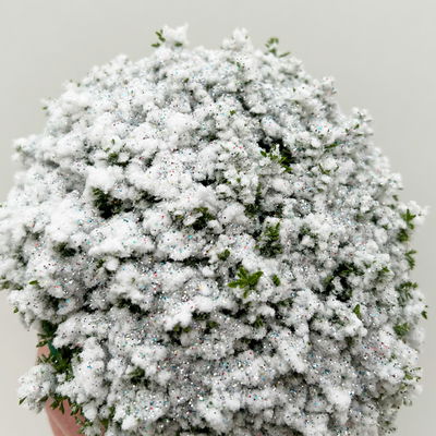 Hebe 'X-Mas Boys', winterweiß, Topf-Ø 12 cm, 6 Pflanzen Hebe 'X-Mas Boys', winterweiß, Topf-Ø 12 cm, 6 Pflanzen