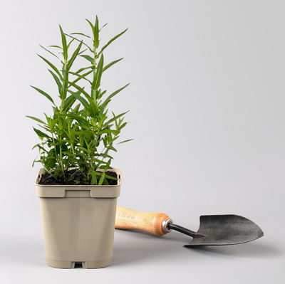 Bio Blut-Weiderich, violett, Topf 11x11 cm, 3 Pflanzen