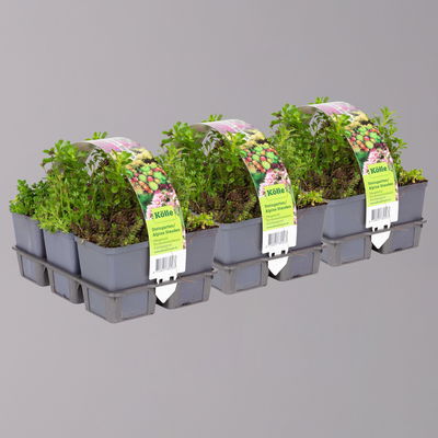 Sedum in verschiedenen Sorten im Mix-Set, Topf 7x7 cm, 3x 6 Pflanzen Sedum in verschiedenen Sorten im Mix-Set, Topf 7x7 cm, 3x 6 Pflanzen