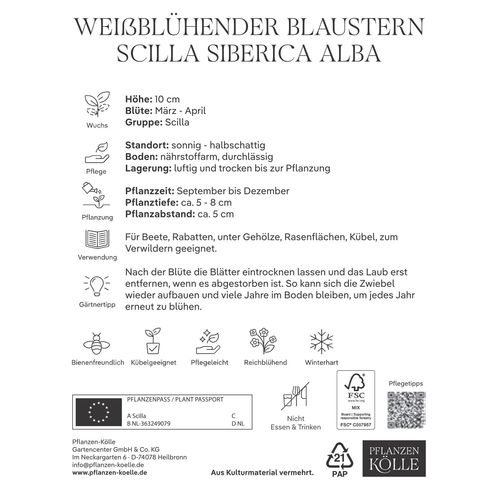 Weißes Blausternchen (Scilla Silberica alba) weiß, 20 Blumenzwiebeln