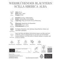 Weißes Blausternchen (Scilla Silberica alba) weiß, 20 Blumenzwiebeln
