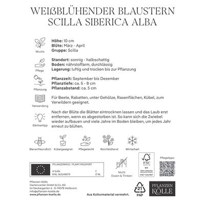 Weißes Blausternchen (Scilla Silberica alba) weiß, 20 Blumenzwiebeln Weißes Blausternchen (Scilla Silberica alba) weiß, 20 Blumenzwiebeln