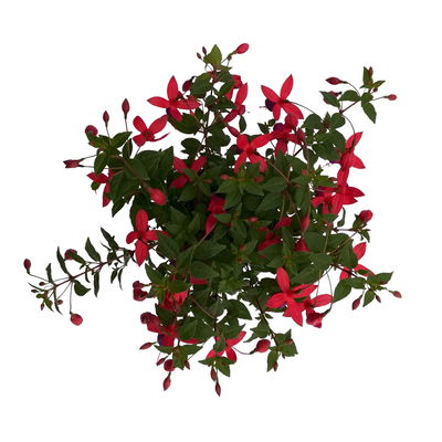 Fuchsien stehend, rosa/rot-lila, Topf-Ø 12 cm, 6er-Set