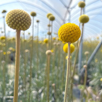 Craspedia 'Golf Beauty' gelb, Topf-Ø 27 cm