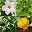 Pflanzenkreation Trockenkünstler weiß-gelb, groß, 8 Pflanzen inkl. Erde & Dünger