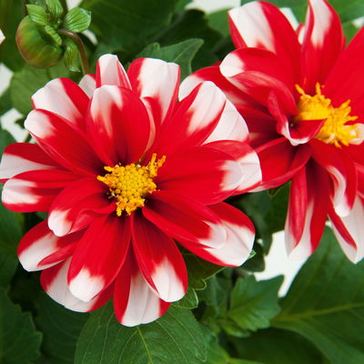 Dahlie, Farbe zufällig, Topf-Ø 14 cm, 4 Pflanzen