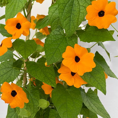 Schwarzäugige Susanne orange, Pyramide, Topf-Ø 17 cm, Höhe ca. 60 cm