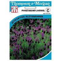 Thompson & Morgan Blumensamen Französischer Lavendel