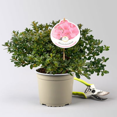 Japanische Azalee 'Anouk', rosa, Topf-Ø 17 cm, 2 Pflanzen