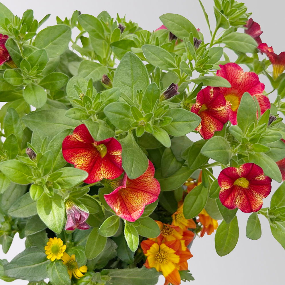 Sommerblumen-Mix, nach Verfügbarkeit, Topf-Ø 13 cm, 3 Pflanzen