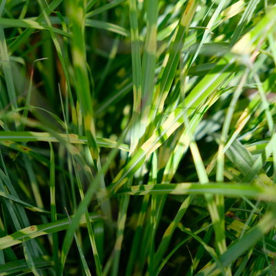 Bio Zebragras 'Little Zebra', Topf 3 Liter