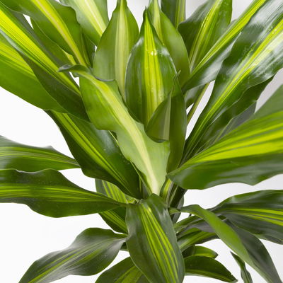 Duftender Drachenbaum 'Cintho', Topf-Ø 24 cm, Höhe ca. 150 cm