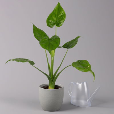 Alocasia 'Cucullata', Topf-Ø 17 cm, Höhe ca. 65 cm