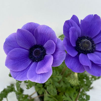 Kronen-Anemone im Mix, Topf-Ø 13 cm, 6er-Set