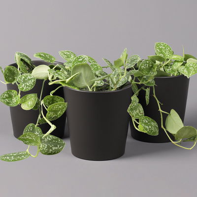 Gefleckte Efeutute 'Argyraeus, in Keramiktopf anthrazit, Topf-Ø 12 cm, 3er-Set Gefleckte Efeutute 'Argyraeus, in Keramiktopf anthrazit, Topf-Ø 12 cm, 3er-Set