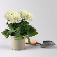 Dahlie, weiß, Topf-Ø 12 cm, 6 Pflanzen