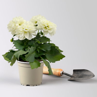 Dahlie, weiß, Topf-Ø 12 cm, 6 Pflanzen