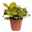 Grünpflanzen Trend-Mix, hängend bis kletternd, Topf 12 cm Ø