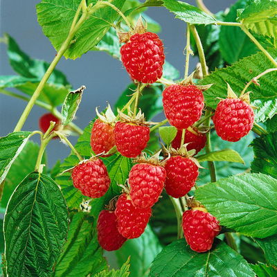Sommerhimbeeren 'Willamette', Topf 2 Liter, 4 Pflanzen