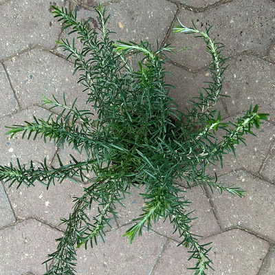 Sunny Herbs® Rosmarin, Busch hängend, Topf-Ø 14 cm, 6 Pflanzen