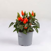 Capsicum 'Salsa Dark Orange', Topf-Ø 10,5, 6er-Set