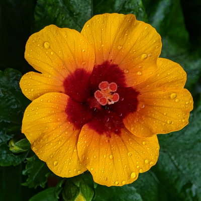Hibiskus, HibisQs® 'Petit Orange', Busch, Topf-Ø 17 cm, Höhe ca. 50 cm Hibiskus, HibisQs® 'Petit Orange', Busch, Topf-Ø 17 cm, Höhe ca. 50 cm