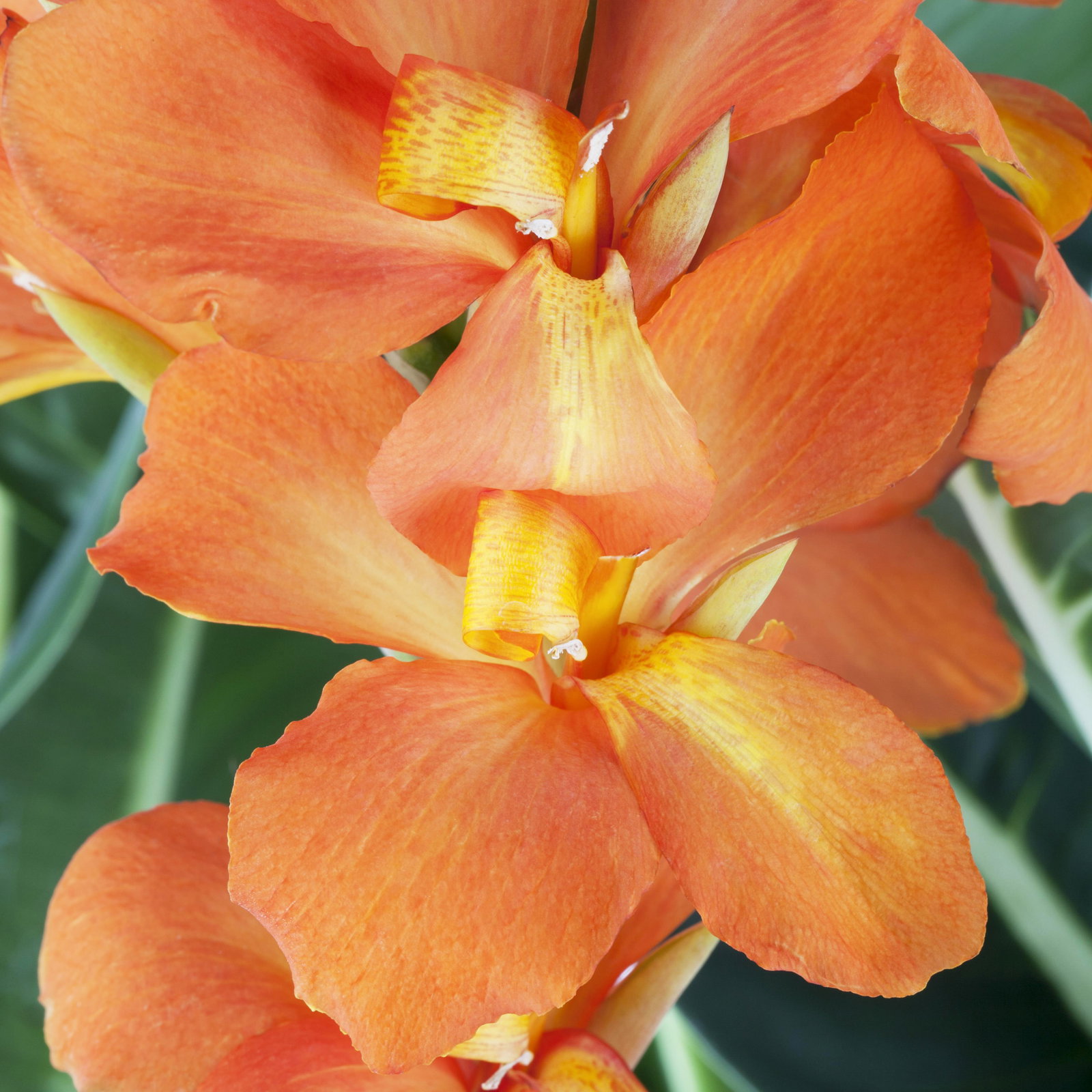 Canna 'Cannova® Orange', orange, Topf-Ø 17 cm, 2 Pflanzen Canna 'Cannova® Orange', orange, Topf-Ø 17 cm, 2 Pflanzen