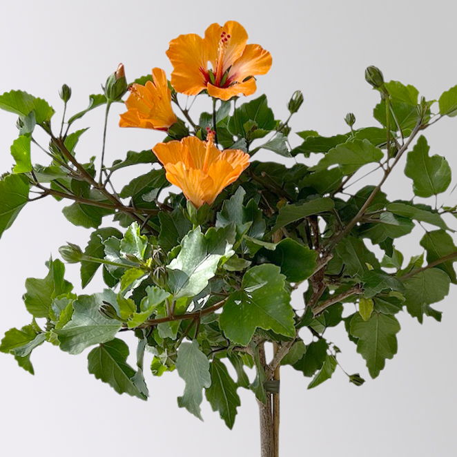 Hibiskus HibisQs® 'Petit Orange' orange, Stamm, Topf-Ø 17 cm, Höhe ca. 60 cm