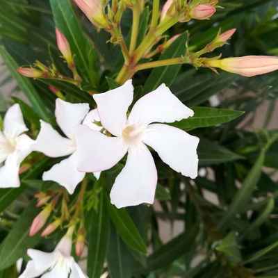 Oleander, weiß, Topf-Ø 22 cm, Höhe ca. 60 cm