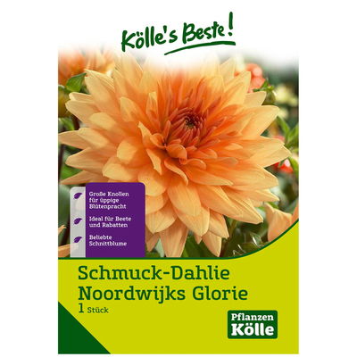 Schmuck-Dahlie 'Noordwijks Glorie' orange, 1 Blumenknolle
