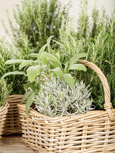 Kölle Bio Kräuterdünger, 475 ml Kölle Bio Kräuterdünger, 475 ml