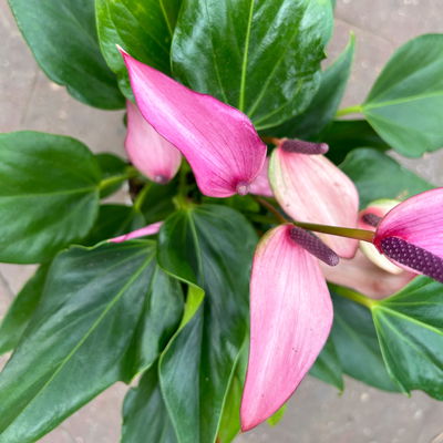 Flamingoblume 'Zizou' lila-dunkelrosa, Topf-Ø 12 cm Flamingoblume 'Zizou' lila-dunkelrosa, Topf-Ø 12 cm