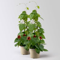 Schwarzäugige Susanne, rot, Pyramide, Topf-Ø 17 cm, Höhe ca. 60 cm, 2 Pflanzen Schwarzäugige Susanne, rot, Pyramide, Topf-Ø 17 cm, Höhe ca. 60 cm, 2 Pflanzen