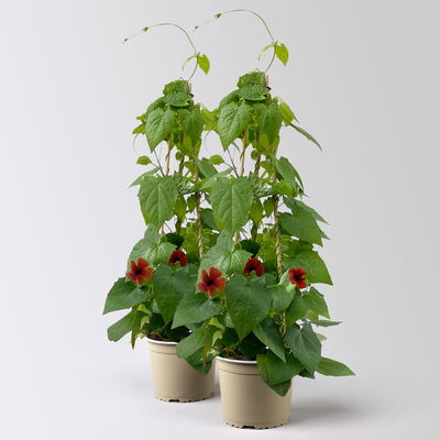 Schwarzäugige Susanne, rot, Pyramide, Topf-Ø 17 cm, Höhe ca. 60 cm, 2 Pflanzen Schwarzäugige Susanne, rot, Pyramide, Topf-Ø 17 cm, Höhe ca. 60 cm, 2 Pflanzen