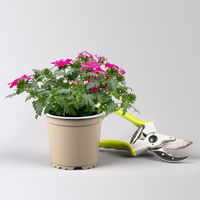 Pflanzenkreation 'Tequila Sunrise', 12 Pflanzen inkl. Erde und Dünger