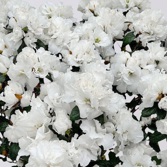 Azalee Hortinno® 'Christine Belli' weiß, Topf-Ø 15 cm