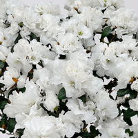 Azalee Hortinno® 'Christine Belli' weiß, Topf-Ø 15 cm