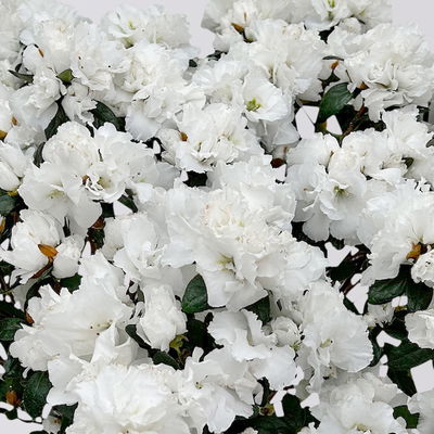 Azalee Hortinno® 'Christine Belli' weiß, Topf-Ø 15 cm