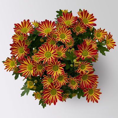 Chrysanthemen 'Swifty', bicolor-orange, Topf-Ø 10,5 cm, 6 Pflanzen Chrysanthemen 'Swifty', bicolor-orange, Topf-Ø 10,5 cm, 6 Pflanzen