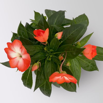 Edellieschen, zweifarbig zufällig, Topf-Ø 12 cm, 6 Pflanzen Edellieschen, zweifarbig zufällig, Topf-Ø 12 cm, 6 Pflanzen